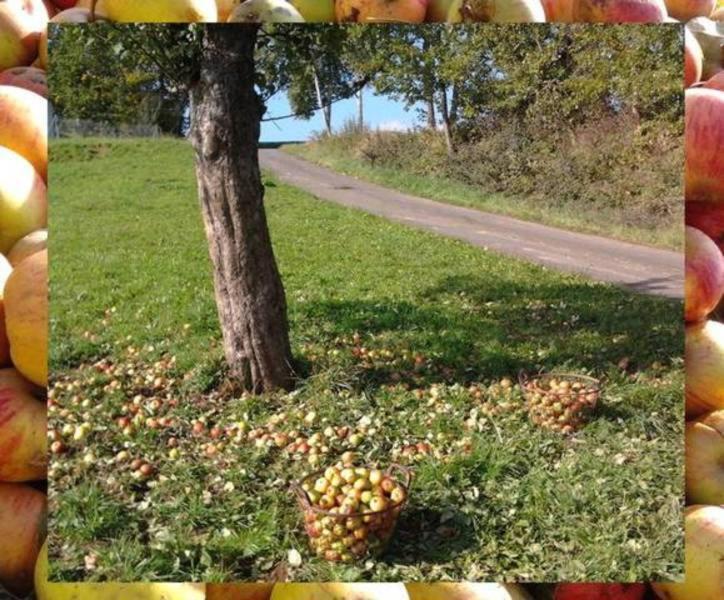 Ferienwohnungen Zeltnerhof Breitenbrunn  Екстериор снимка